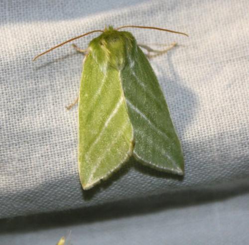 Réf. 212 018 : Pseudoips prasinana